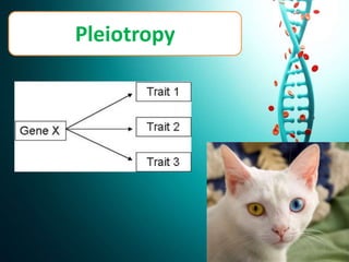 Pleiotropy
 