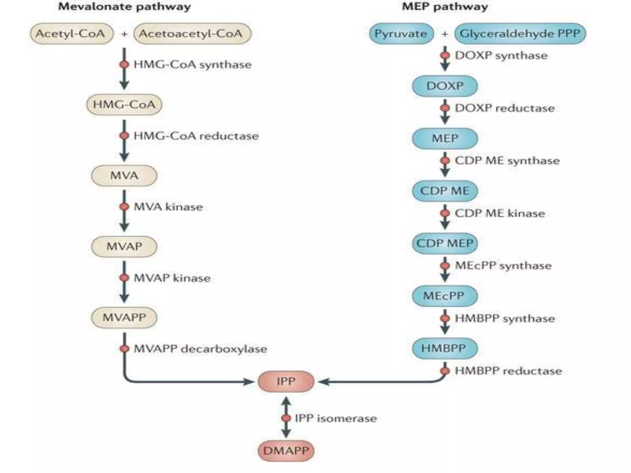 Non Specific Pathway Non mevalonate pathway | PPTX
