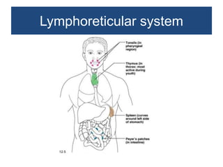 Non neoplastic lesions of lymph node | PPTX