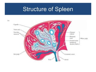 Non neoplastic lesions of lymph node | PPTX