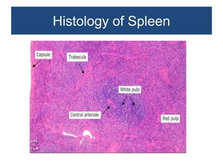 Non neoplastic lesions of lymph node | PPTX