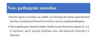 Several species of amebae are capable of colonizing the human gastrointestinal
tract but, in contrast to Entamoeba histolytica, are not considered pathogenic.
The nonpathogenic intestinal amebae include several Entamoeba species (E. coli,
E. hartmanni, and E. polecki), Endolimax nana, and Iodamoeba buetschlii (=I.
bütschlii).
Non- pathogenic amoebae
 