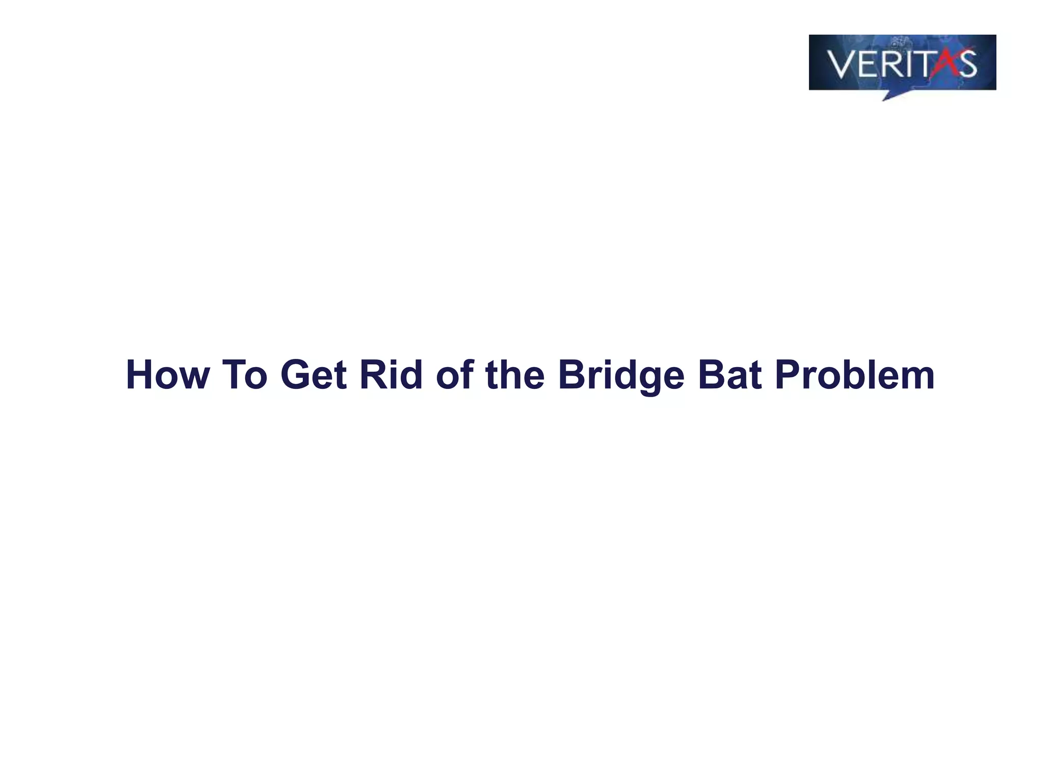 How To Get Rid of the Bridge Bat Problem
 