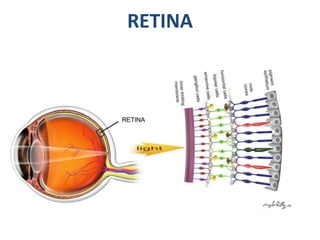 Non proliferative diabetic retinopathy by phaneendra akana | PPTX