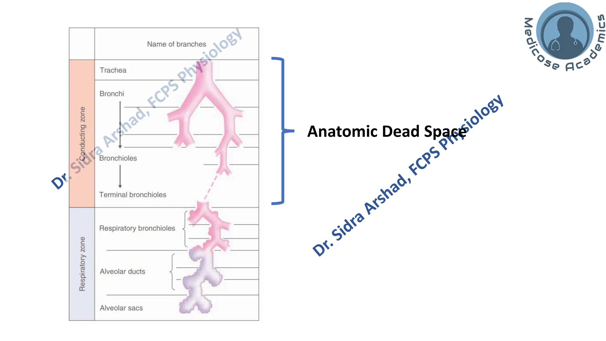 Non-respiratory Functions of the Lungs.pdf