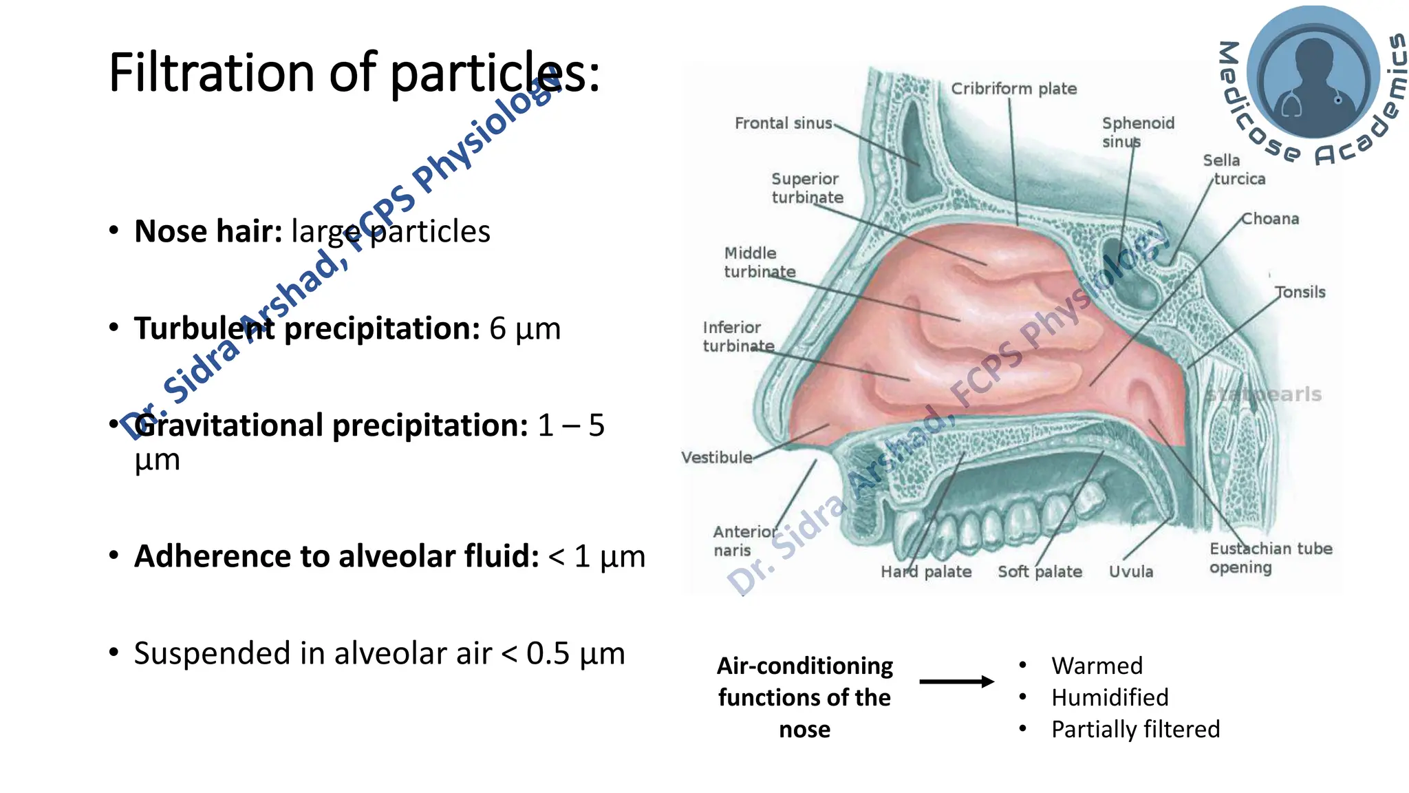 Non-respiratory Functions of the Lungs.pdf