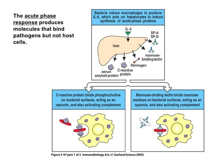 non specific immune response