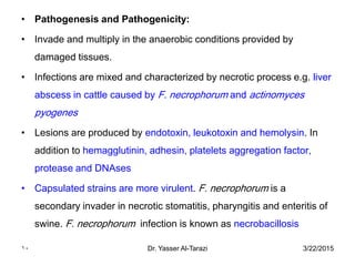 3/22/2015Dr. Yasser Al-Tarazi10
• Pathogenesis and Pathogenicity:
• Invade and multiply in the anaerobic conditions provided by
damaged tissues.
• Infections are mixed and characterized by necrotic process e.g. liver
abscess in cattle caused by F. necrophorum and actinomyces
pyogenes
• Lesions are produced by endotoxin, leukotoxin and hemolysin. In
addition to hemagglutinin, adhesin, platelets aggregation factor,
protease and DNAses
• Capsulated strains are more virulent. F. necrophorum is a
secondary invader in necrotic stomatitis, pharyngitis and enteritis of
swine. F. necrophorum infection is known as necrobacillosis
 