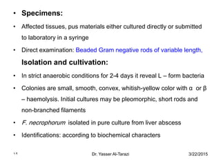 3/22/2015Dr. Yasser Al-Tarazi12
• Specimens:
• Affected tissues, pus materials either cultured directly or submitted
to laboratory in a syringe
• Direct examination: Beaded Gram negative rods of variable length,
Isolation and cultivation:
• In strict anaerobic conditions for 2-4 days it reveal L – form bacteria
• Colonies are small, smooth, convex, whitish-yellow color with α or β
– haemolysis. Initial cultures may be pleomorphic, short rods and
non-branched filaments
• F. necrophorum isolated in pure culture from liver abscess
• Identifications: according to biochemical characters
 