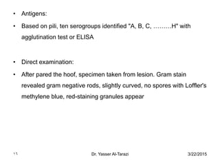3/22/2015Dr. Yasser Al-Tarazi16
• Antigens:
• Based on pili, ten serogroups identified "A, B, C, ………H" with
agglutination test or ELISA
• Direct examination:
• After pared the hoof, specimen taken from lesion. Gram stain
revealed gram negative rods, slightly curved, no spores with Loffler's
methylene blue, red-staining granules appear
 