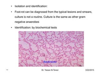 3/22/2015Dr. Yasser Al-Tarazi17
• Isolation and identification:
• Foot-rot can be diagnosed from the typical lesions and smears,
culture is not a routine. Culture is the same as other gram
negative anaerobes
• Identification: by biochemical tests
Bacteriodes
 