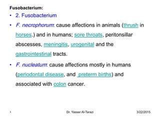 3/22/2015Dr. Yasser Al-Tarazi4
Fusobacterium:•
• 2. Fusobacterium
• F. necrophorum: cause affections in animals (thrush in
horses.) and in humans; sore throats, peritonsillar
abscesses, meningitis, urogenital and the
gastrointestinal tracts.
• F. nucleatum: cause affections mostly in humans
(periodontal disease, and preterm births) and
associated with colon cancer.
 