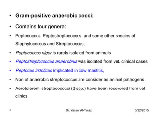 • Gram-positive anaerobic cocci:
• Contains four genera:
• Peptococcus, Peptostreptococcus and some other species of
Staphylococcus and Streptococcus.
• Peptococcus niger is rarely isolated from animals
• Peptostreptococcus anaerobius was isolated from vet. clinical cases
• Peptocus indolicus implicated in cow mastitis,
• Non of anaerobic streptococcus are consider as animal pathogens
• Aerotolerent streptocococci (2 spp.) have been recovered from vet
clinics
3/22/2015Dr. Yasser Al-Tarazi5
 