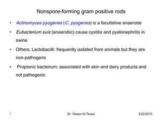 3/22/2015Dr. Yasser Al-Tarazi6
Nonspore-forming gram positive rods
• Actinomyces pyogenes (C. pyogenes) is a facultative anaerobe
• Eubacterium suis (anaerobic) cause cystitis and pyelonephritis in
swine
• Others; Lactobacilli: frequently isolated from animals but they are
non-pathogens
• Propionic bacterium: associated with skin and dairy products and
not pathogenic
 