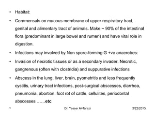 3/22/2015Dr. Yasser Al-Tarazi7
• Habitat:
• Commensals on mucous membrane of upper respiratory tract,
genital and alimentary tract of animals. Make ~ 90% of the intestinal
flora (predominant in large bowel and rumen) and have vital role in
digestion.
• Infections may involved by Non spore-forming G +ve anaerobes:
• Invasion of necrotic tissues or as a secondary invader, Necrotic,
gangrenous (often with clostridia) and suppurative infections
• Abscess in the lung, liver, brain, pyometritis and less frequently
cystitis, urinary tract infections, post-surgical abscesses, diarrhea,
pneumonia, abortion, foot rot of cattle, cellulites, periodontal
abscesses ……etc
 