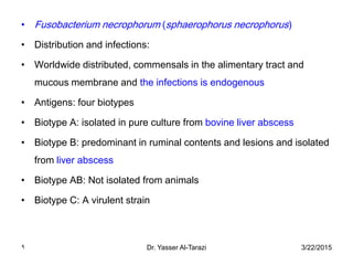 3/22/2015Dr. Yasser Al-Tarazi9
• Fusobacterium necrophorum (sphaerophorus necrophorus)
• Distribution and infections:
• Worldwide distributed, commensals in the alimentary tract and
mucous membrane and the infections is endogenous
• Antigens: four biotypes
• Biotype A: isolated in pure culture from bovine liver abscess
• Biotype B: predominant in ruminal contents and lesions and isolated
from liver abscess
• Biotype AB: Not isolated from animals
• Biotype C: A virulent strain
 