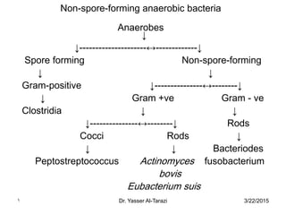 3/22/2015Dr. Yasser Al-Tarazi1
Non-spore-forming anaerobic bacteria
Anaerobes
↓
↓---------------------↔-------------↓
Spore forming Non-spore-forming
↓ ↓
Gram-positive ↓---------------↔--------↓
↓ Gram +ve Gram - ve
Clostridia ↓ ↓
↓---------------↔--------↓ Rods
Cocci Rods ↓
↓ ↓ Bacteriodes
Peptostreptococcus Actinomyces fusobacterium
bovis
Eubacterium suis
 