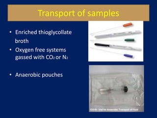 Anaerobic specimen processing and
identification
SPECIMEN
1.Gross examination
Purulence , necrosis,
foul odour, sulphur
gr...