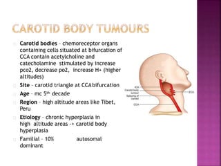 Carotid bodies – chemoreceptor organs
containing cells situated at bifurcation of
CCA contain acetylcholine and
catecholamine stimulated by increase
pco2, decrease po2, increase H+ (higher
altitudes)
Site – carotid triangle at CCAbifurcation
Age – mc 5th decade
Region – high altitude areas like Tibet,
Peru
Etiology – chronic hyperplasia in
high altitude areas -> carotid body
hyperplasia
Familial – 10% autosomal
dominant
 