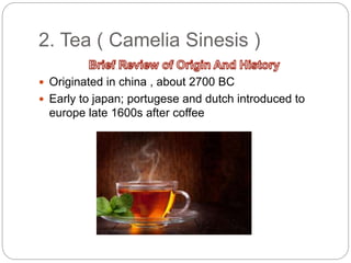 2. Tea ( Camelia Sinesis )
 Originated in china , about 2700 BC
 Early to japan; portugese and dutch introduced to
europe late 1600s after coffee
 