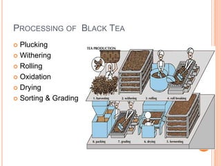 PROCESSING OF BLACK TEA
 Plucking
 Withering
 Rolling
 Oxidation
 Drying
 Sorting & Grading
 