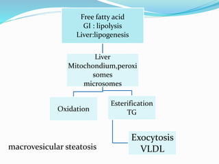 Free fatty acid
GI : lipolysis
Liver:lipogenesis
Liver
Mitochondium,peroxi
somes
microsomes
Oxidation
Esterification
TG
Exocytosis
VLDLmacrovesicular steatosis
 