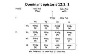 Dominant epistasis 12:3: 1