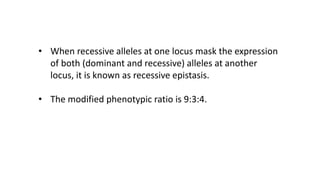 • When recessive alleles at one locus mask the expression
of both (dominant and recessive) alleles at another
locus, it is known as recessive epistasis.
• The modified phenotypic ratio is 9:3:4.