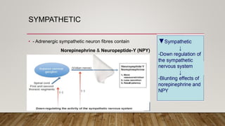 SYMPATHETIC
• - Adrenergic sympathetic neuron fibres contain
Norepinephrine & Neuropeptide-Y (NPY)
 