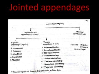 Jointed appendages
 