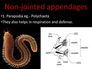 Non-jointed appendages
•1. Parapodia eg.- Polychaeta
•They also helps in respiration and defense.
 