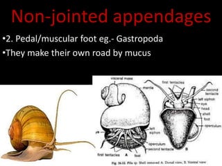 Non-jointed appendages
•2. Pedal/muscular foot eg.- Gastropoda
•They make their own road by mucus
 