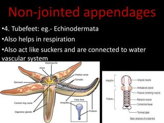 Non-jointed appendages
•4. Tubefeet: eg.- Echinodermata
•Also helps in respiration
•Also act like suckers and are connected to water
vascular system
 