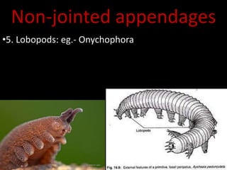 Non-jointed appendages
•5. Lobopods: eg.- Onychophora
 