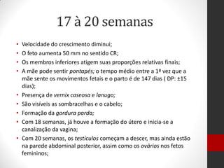 17 à 20 semanas
• Velocidade do crescimento diminui;
• O feto aumenta 50 mm no sentido CR;
• Os membros inferiores atigem suas proporções relativas finais;
• A mãe pode sentir pontapés; o tempo médio entre a 1ª vez que a
mãe sente os movimentos fetais e o parto é de 147 dias ( DP: ±15
dias);
• Presença de vernix caseosa e lanugo;
• São visíveis as sombracelhas e o cabelo;
• Formação da gordura parda;
• Com 18 semanas, já houve a formação do útero e inicia-se a
canalização da vagina;
• Com 20 semanas, os testículos começam a descer, mas ainda estão
na parede abdominal posterior, assim como os ovários nos fetos
femininos;
 