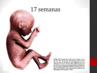17 semanas
 