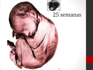 25 semanas
 