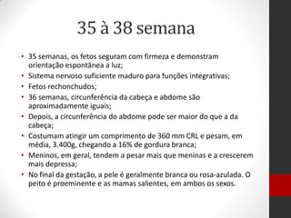 35 à 38 semana
• 35 semanas, os fetos seguram com firmeza e demonstram
orientação espontânea a luz;
• Sistema nervoso suficiente maduro para funções integrativas;
• Fetos rechonchudos;
• 36 semanas, circunferência da cabeça e abdome são
aproximadamente iguais;
• Depois, a circunferência do abdome pode ser maior do que a da
cabeça;
• Costumam atingir um comprimento de 360 mm CRL e pesam, em
média, 3.400g, chegando a 16% de gordura branca;
• Meninos, em geral, tendem a pesar mais que meninas e a crescerem
mais depressa;
• No final da gestação, a pele é geralmente branca ou rosa-azulada. O
peito é proeminente e as mamas salientes, em ambos os sexos.
 