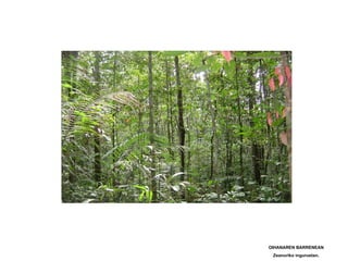 OIHANAREN BARRENEAN
 Zeanuriko inguruetan.
 