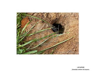 LUR AZPIAN
Zuloetatik urtetzen da kanpora.
 