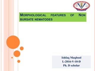 MORPHOLOGICAL FEATURES OF NON
BURSATE NEMATODES
Ishfaq Maqbool
L-2016-V-10-D
Ph. D scholar
 