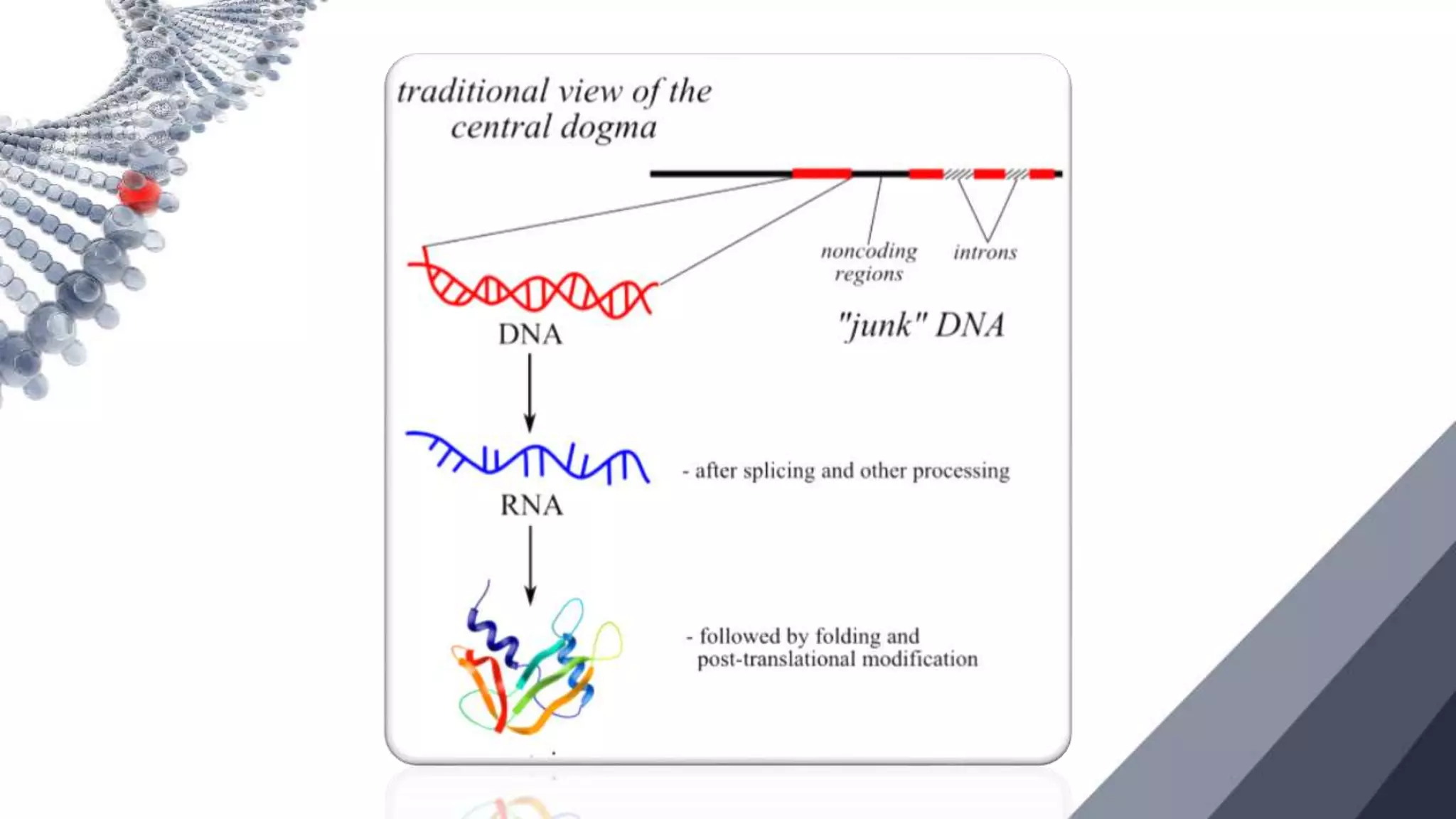 NON CODING DNA.pptx