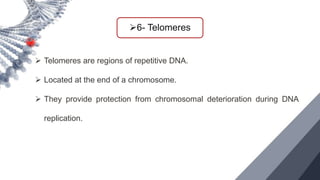 6- Telomeres
 Telomeres are regions of repetitive DNA.
 Located at the end of a chromosome.
 They provide protection from chromosomal deterioration during DNA
replication.
 