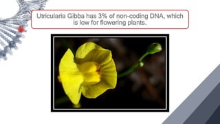Utricularia Gibba has 3% of non-coding DNA, which
is low for flowering plants.
 
