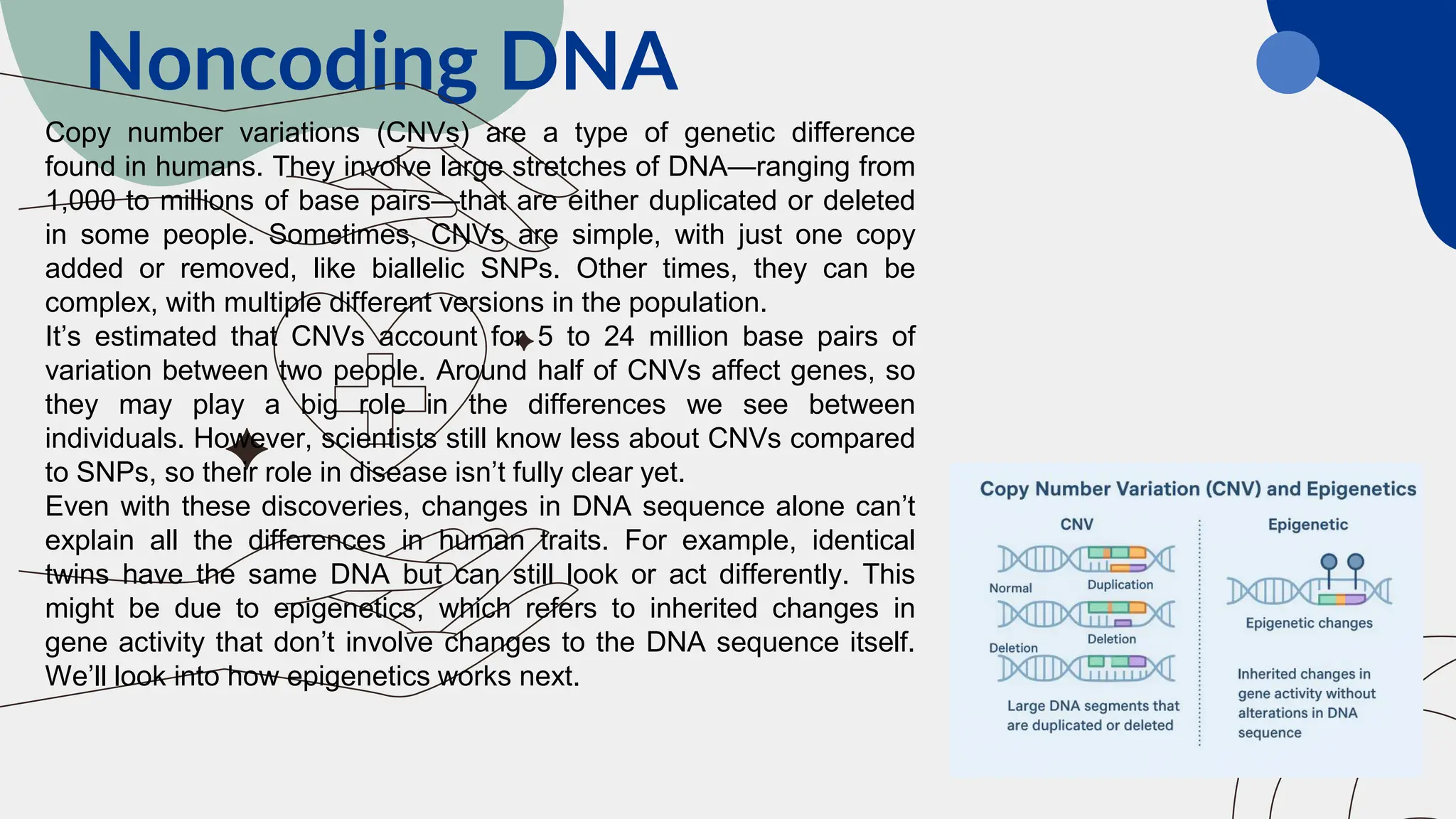 Noncoding DNA
Copy number variations (CNVs) are a type of genetic difference
found in humans. They involve large stretches of DNA—ranging from
1,000 to millions of base pairs—that are either duplicated or deleted
in some people. Sometimes, CNVs are simple, with just one copy
added or removed, like biallelic SNPs. Other times, they can be
complex, with multiple different versions in the population.
It’s estimated that CNVs account for 5 to 24 million base pairs of
variation between two people. Around half of CNVs affect genes, so
they may play a big role in the differences we see between
individuals. However, scientists still know less about CNVs compared
to SNPs, so their role in disease isn’t fully clear yet.
Even with these discoveries, changes in DNA sequence alone can’t
explain all the differences in human traits. For example, identical
twins have the same DNA but can still look or act differently. This
might be due to epigenetics, which refers to inherited changes in
gene activity that don’t involve changes to the DNA sequence itself.
We’ll look into how epigenetics works next.
 