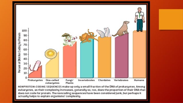 Non – coding dna presentation