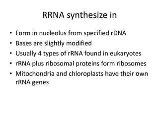 RRNA synthesize in
• Form in nucleolus from specified rDNA
• Bases are slightly modified
• Usually 4 types of rRNA found in eukaryotes
• rRNA plus ribosomal proteins form ribosomes
• Mitochondria and chloroplasts have their own
rRNA genes
 