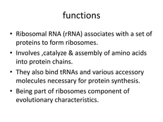 functions
• Ribosomal RNA (rRNA) associates with a set of
proteins to form ribosomes.
• Involves ,catalyze & assembly of amino acids
into protein chains.
• They also bind tRNAs and various accessory
molecules necessary for protein synthesis.
• Being part of ribosomes component of
evolutionary characteristics.
 