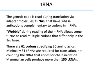 tRNA
The genetic code is read during translation via
adapter molecules, tRNAs, that have 3-base
anticodons complementary to codons in mRNA.
"Wobble" during reading of the mRNA allows some
tRNAs to read multiple codons that differ only in the
3rd base.
There are 61 codons specifying 20 amino acids.
Minimally 31 tRNAs are required for translation, not
counting the tRNA that codes for chain initiation.
Mammalian cells produce more than 150 tRNAs.
 