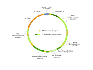 Non coding rna | PPTX | Programming Languages | Computing